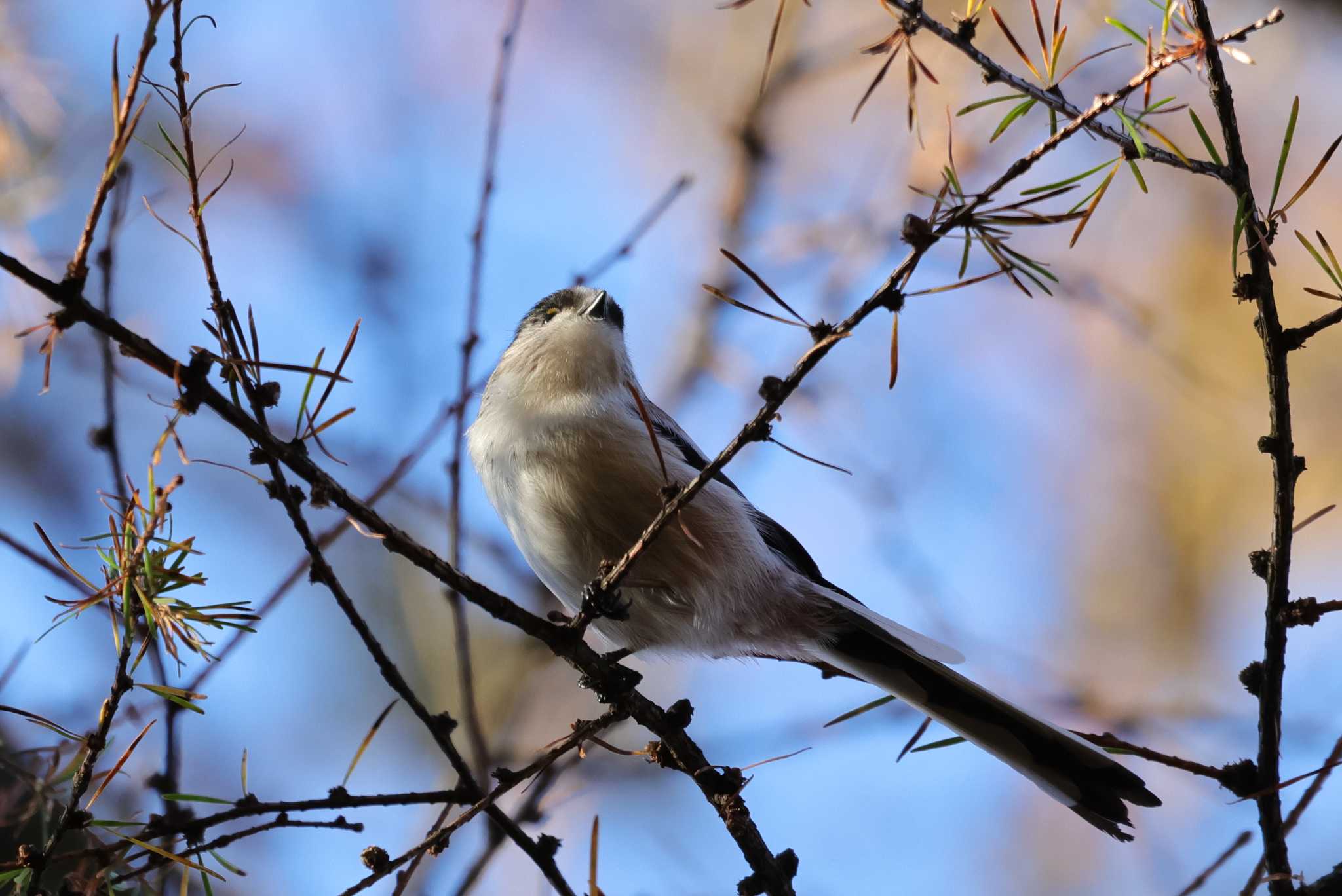 Long-tailed Tit