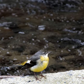 Sun, 2/1/2015 Birding report at 岐阜県池田町