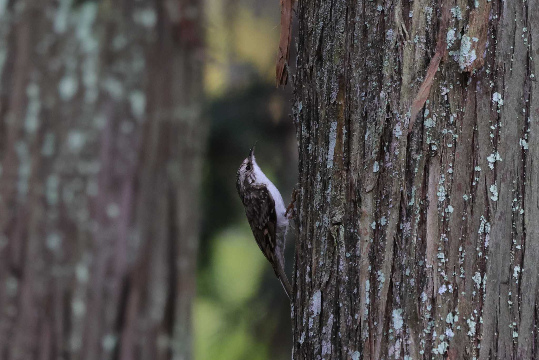 Eurasian Treecreeper