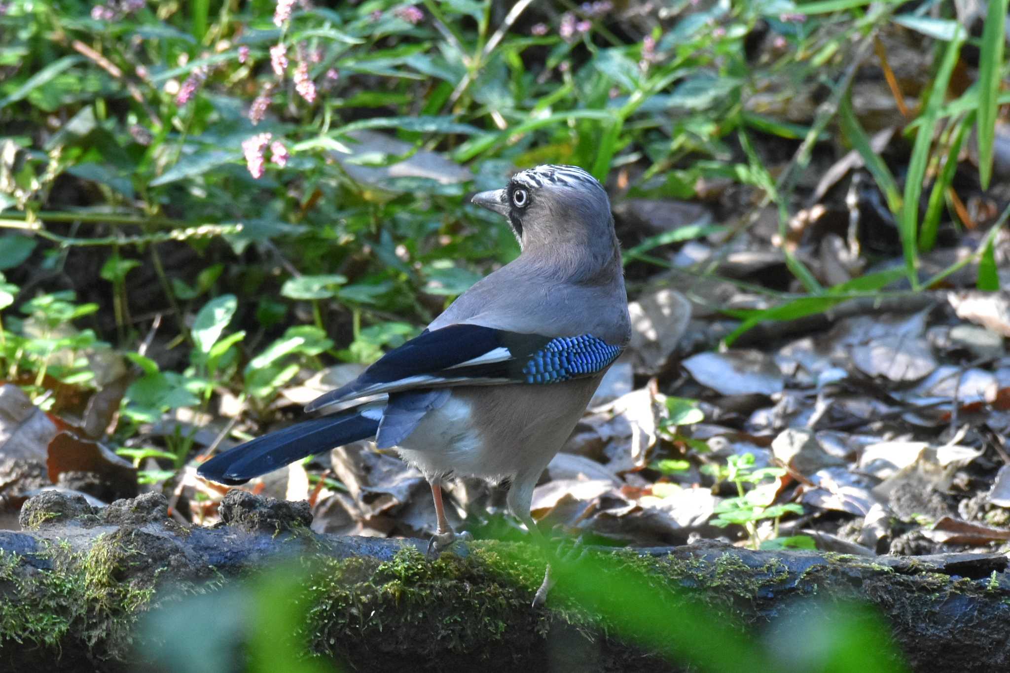 秋ヶ瀬公園 カケスの写真