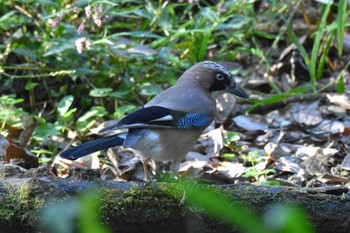 Eurasian Jay Akigase Park Fri, 11/3/2023