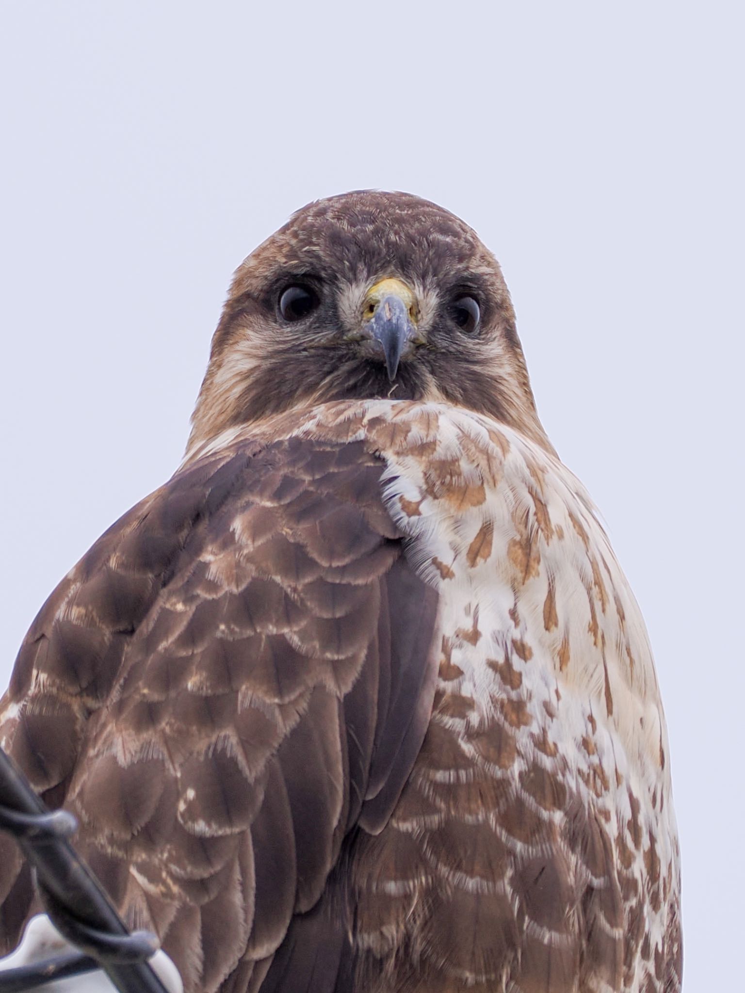 阿武隈川 ノスリの写真 by daffy@お散歩探鳥＆遠征探鳥♪