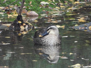 Sat, 11/11/2023 Birding report at 都市緑化植物園(大阪府豊中市寺内)
