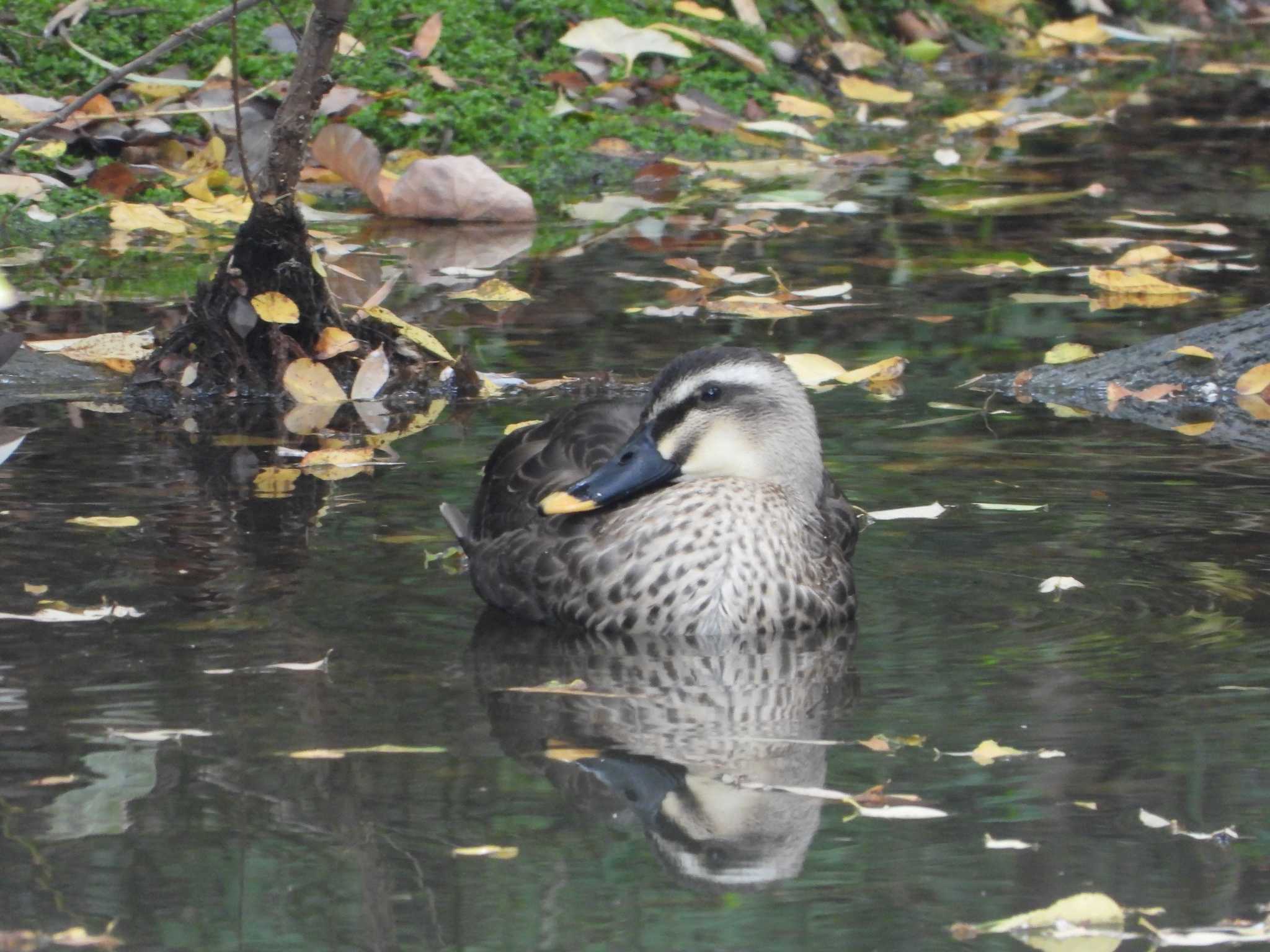 都市緑化植物園(大阪府豊中市寺内) カルガモの写真 by ひよひよ