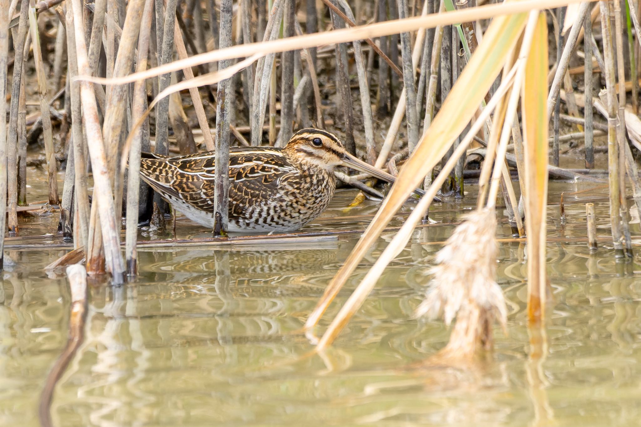 Photo of Common Snipe at  by そいぎんた