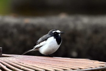 Japanese Wagtail 大江川緑地 Thu, 11/9/2023