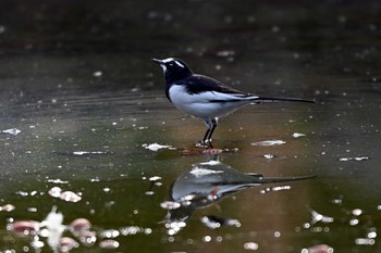 セグロセキレイ 大江川緑地 2023年11月9日(木)