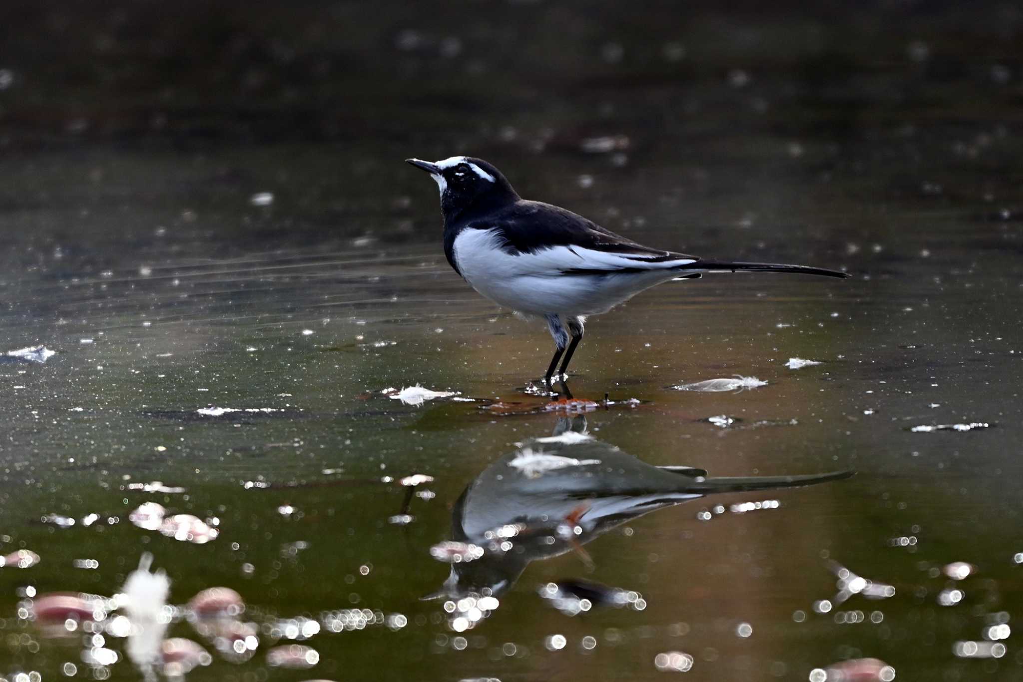 Photo of Japanese Wagtail at 大江川緑地 by ポッちゃんのパパ