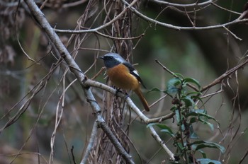 Daurian Redstart 都内 Sat, 11/11/2023