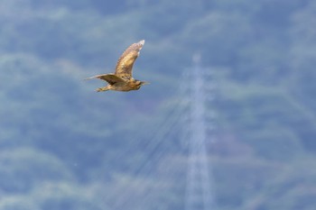 サンカノゴイ 場所が不明 2023年11月11日(土)