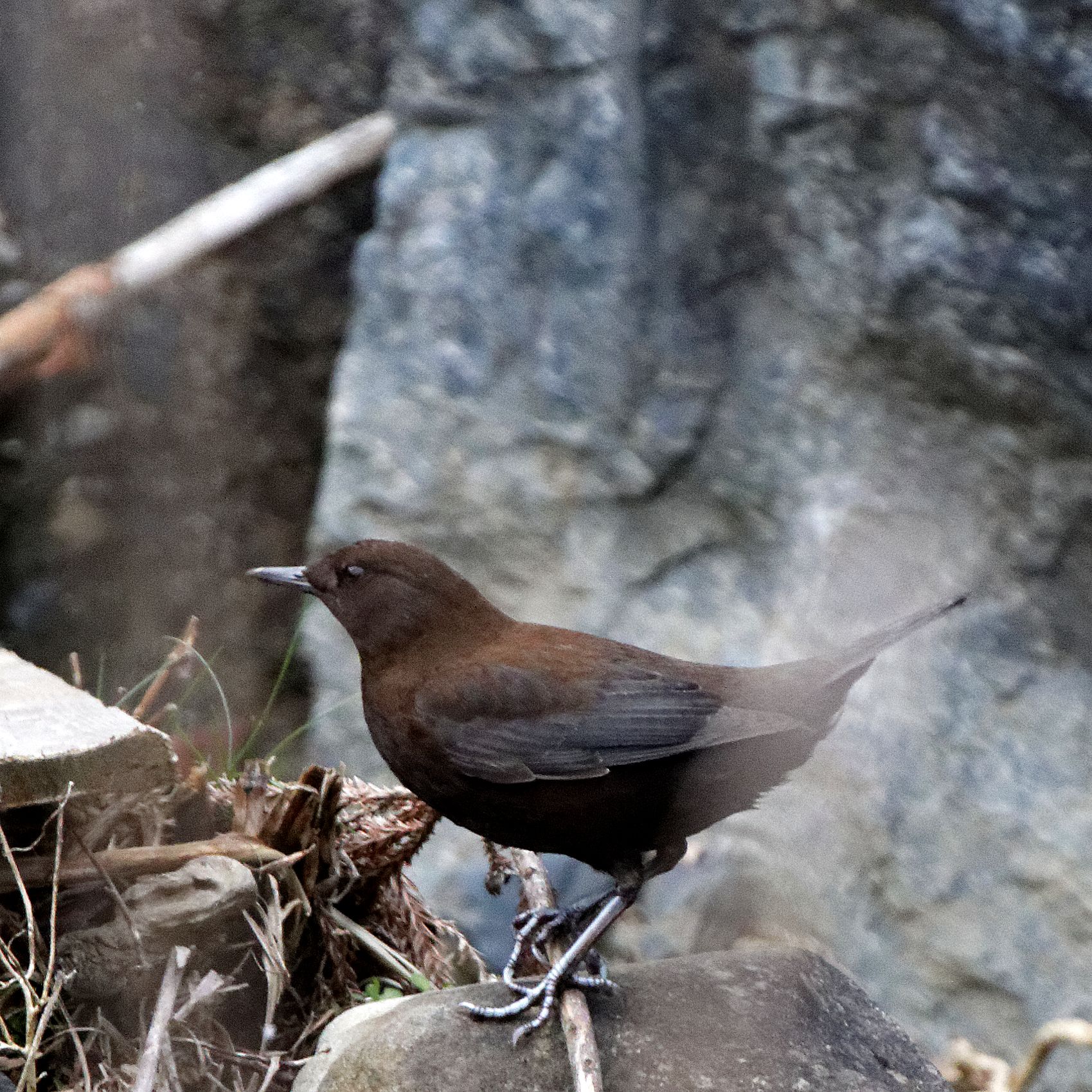 岐阜県池田町 カワガラスの写真 by herald