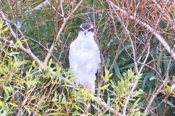 Eurasian Goshawk 天竜川 Sun, 11/12/2023