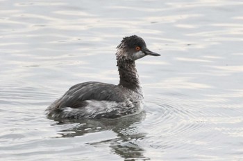 Black-necked Grebe 天竜川 Sun, 11/12/2023