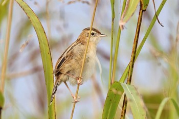 Zitting Cisticola 天竜川 Sun, 11/12/2023