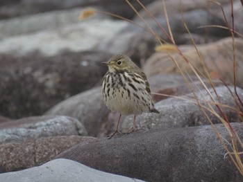 Water Pipit 狭山湖堤防 Sun, 11/12/2023