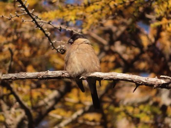 Eurasian Bullfinch Okuniwaso(Mt. Fuji) Sun, 10/22/2023