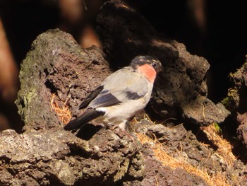 Eurasian Bullfinch Okuniwaso(Mt. Fuji) Sun, 10/22/2023