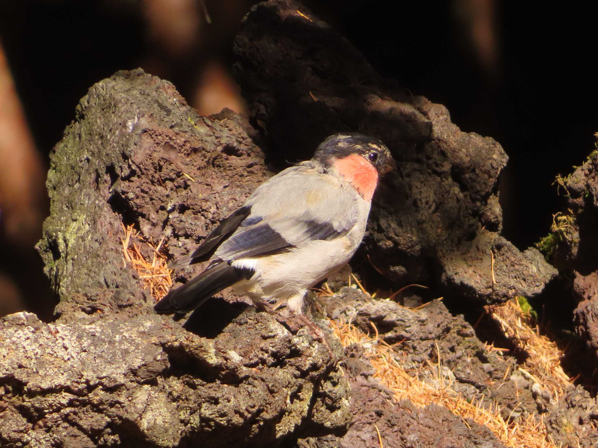 Photo of Eurasian Bullfinch at Okuniwaso(Mt. Fuji) by ゆ