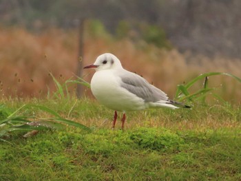 ユリカモメ 行徳野鳥保護区 2023年11月12日(日)