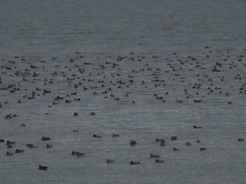 2023年11月11日(土) 五主海岸の野鳥観察記録