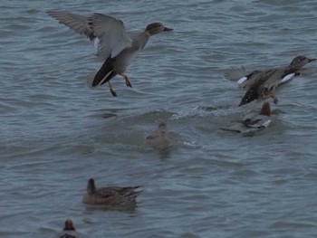 Gadwall Gonushi Coast Sat, 11/11/2023