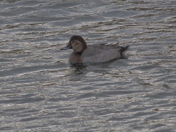 Common Pochard Gonushi Coast Sat, 11/11/2023