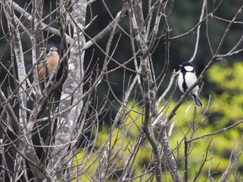 Sun, 11/12/2023 Birding report at Minuma Rice Field