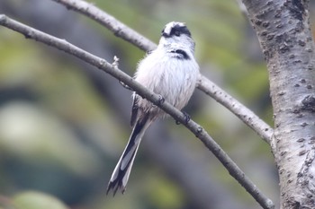 Long-tailed Tit Unknown Spots Sun, 10/7/2018