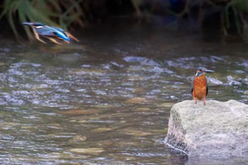 Common Kingfisher 山口県下松市 Mon, 11/6/2023