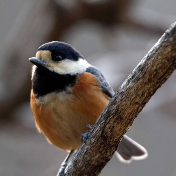 Varied Tit 岐阜公園 Sat, 2/7/2015