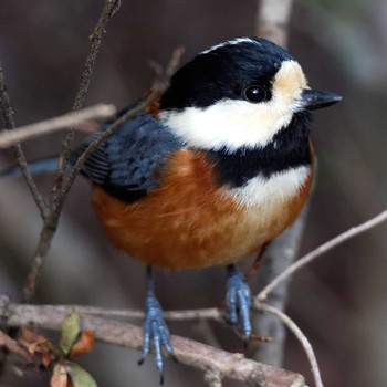 Varied Tit 岐阜公園 Sat, 2/7/2015