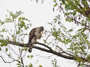 2023年11月12日(日) 入間川の野鳥観察記録