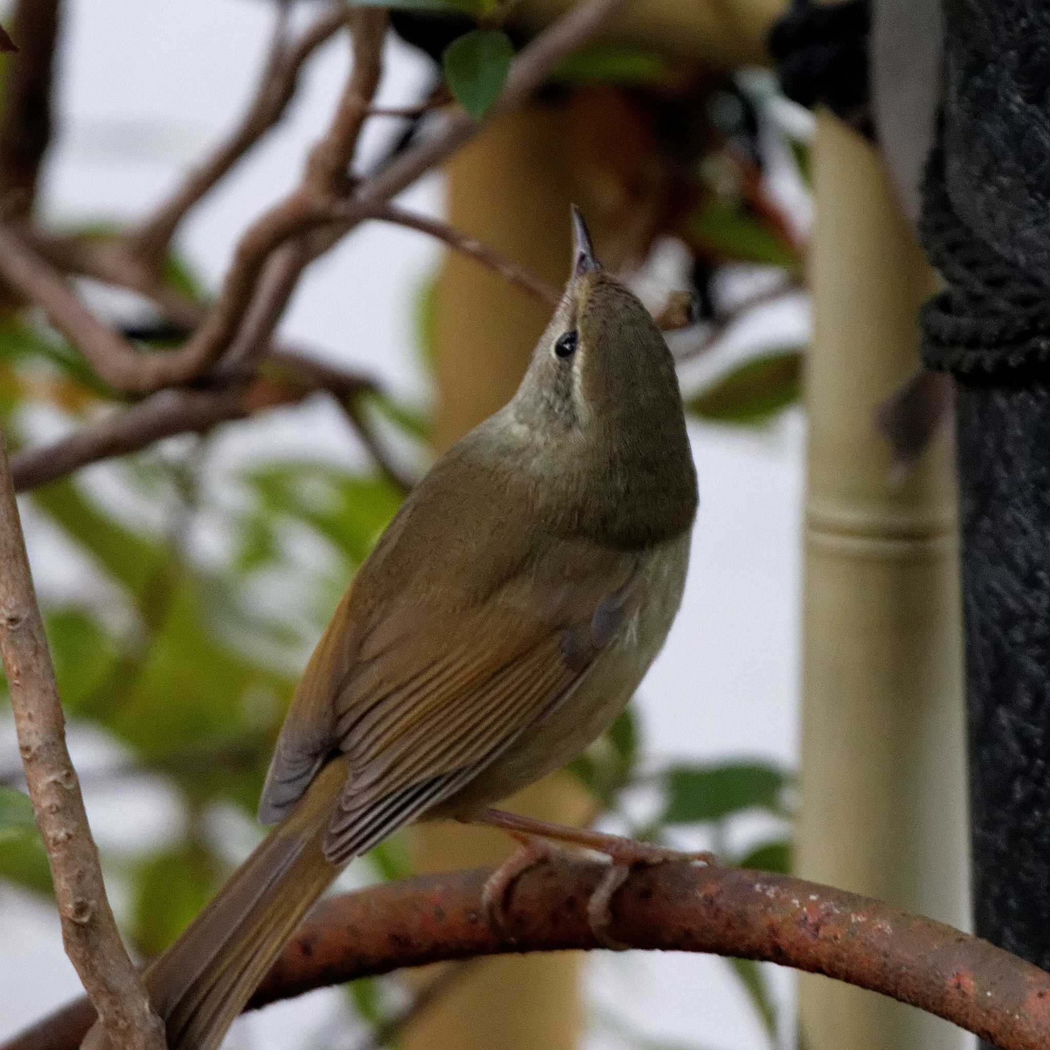 Japanese Bush Warbler