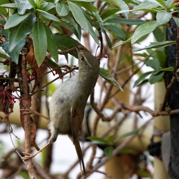 Japanese Bush Warbler 岐阜公園 Sat, 2/7/2015