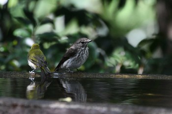 Grey-streaked Flycatcher 権現山(弘法山公園) Sat, 10/14/2023