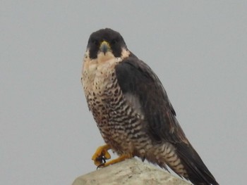 2023年11月12日(日) 野比の野鳥観察記録