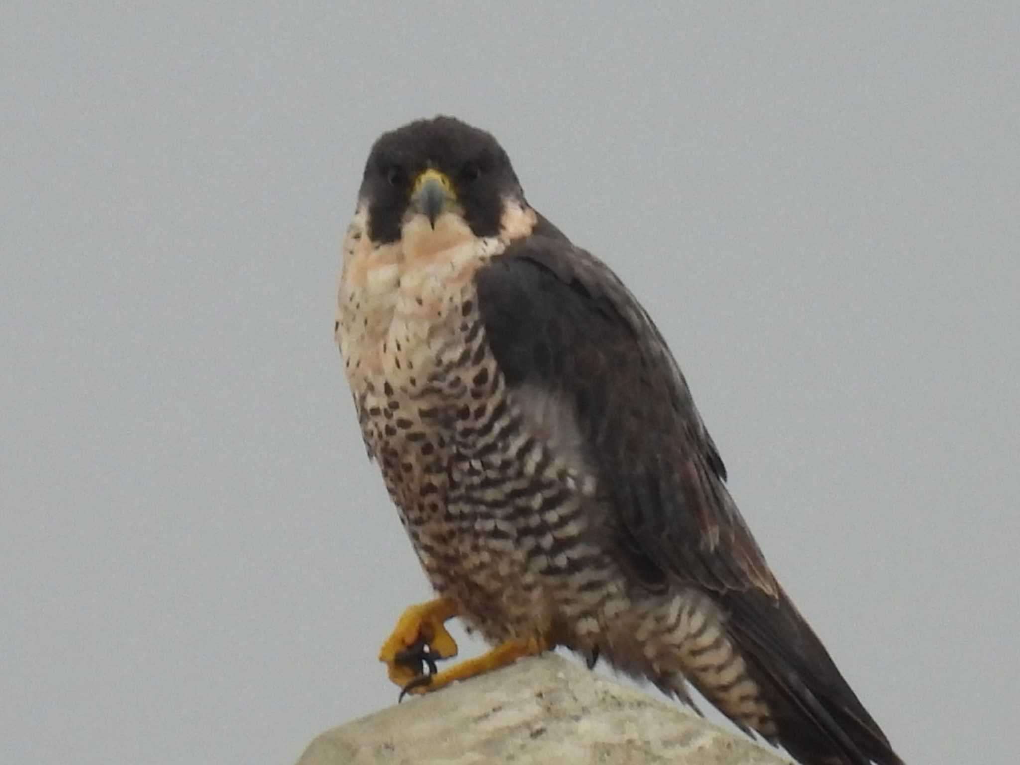 Peregrine Falcon