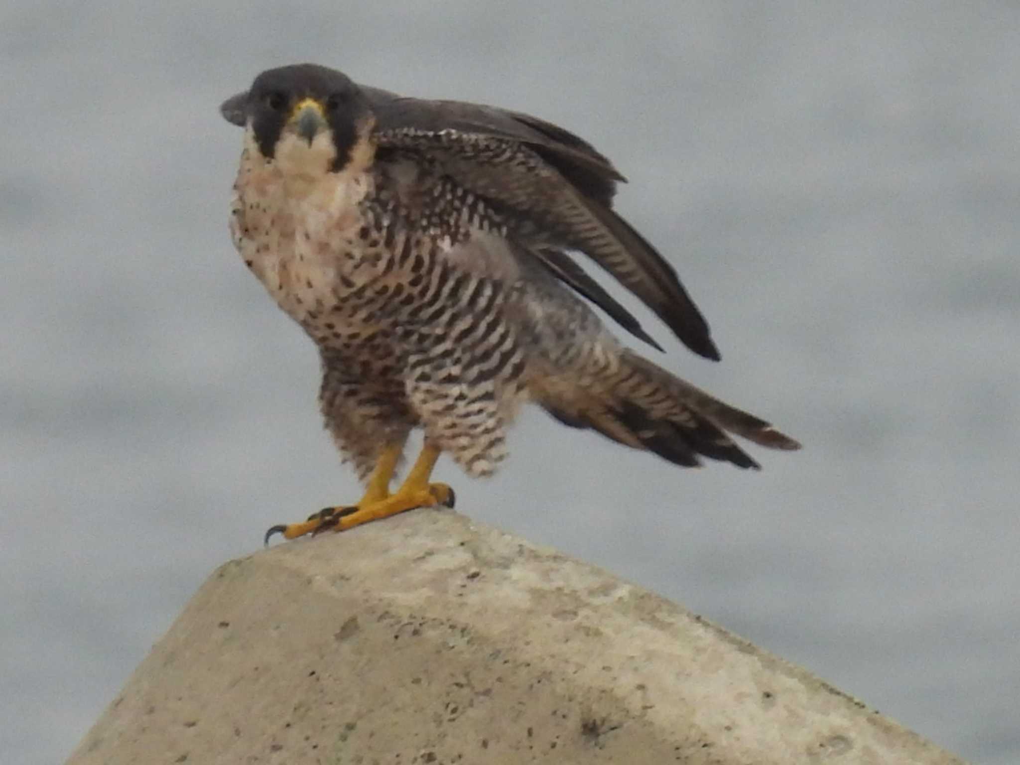 Photo of Peregrine Falcon at 野比 by カズー