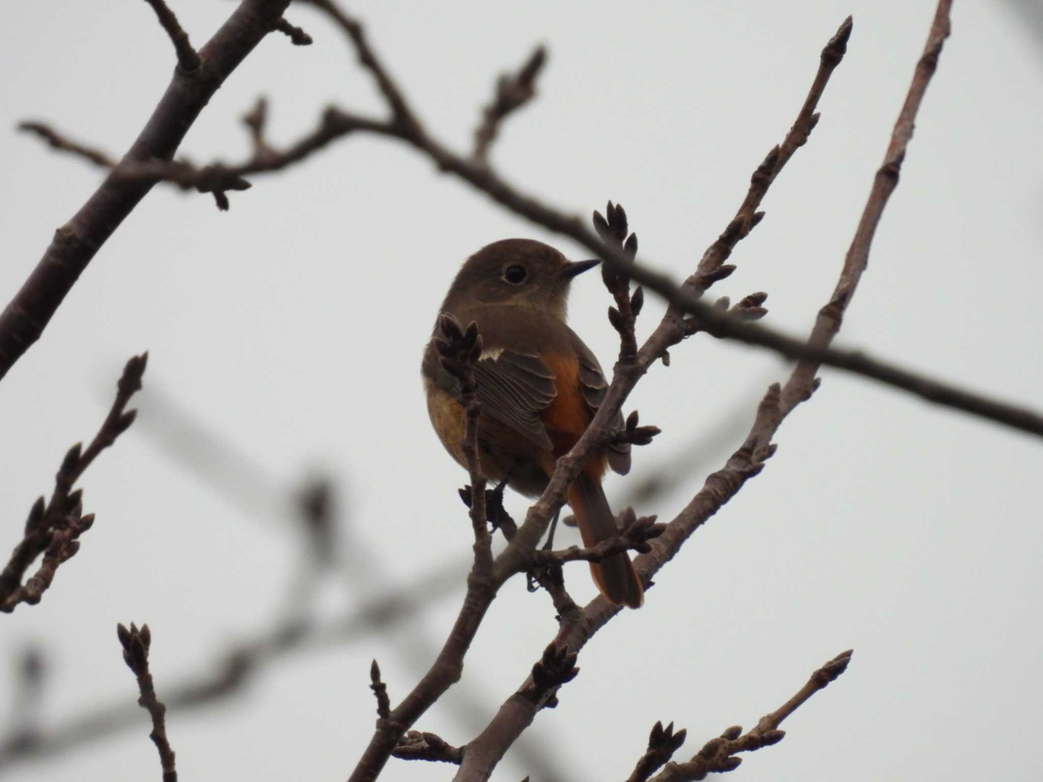 Photo of Daurian Redstart at 野比 by カズー