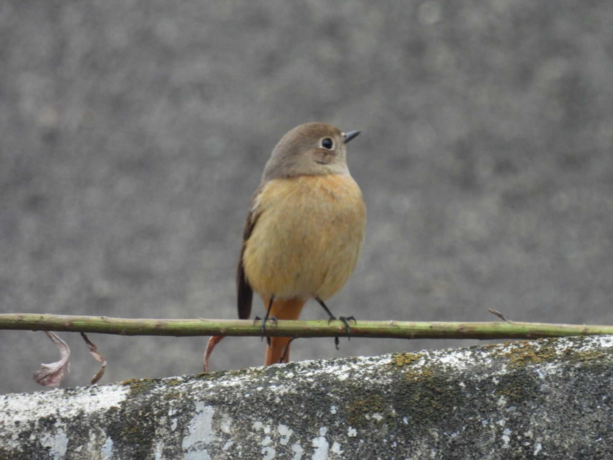 Daurian Redstart