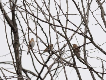 Rustic Bunting 入間川 Sun, 11/12/2023