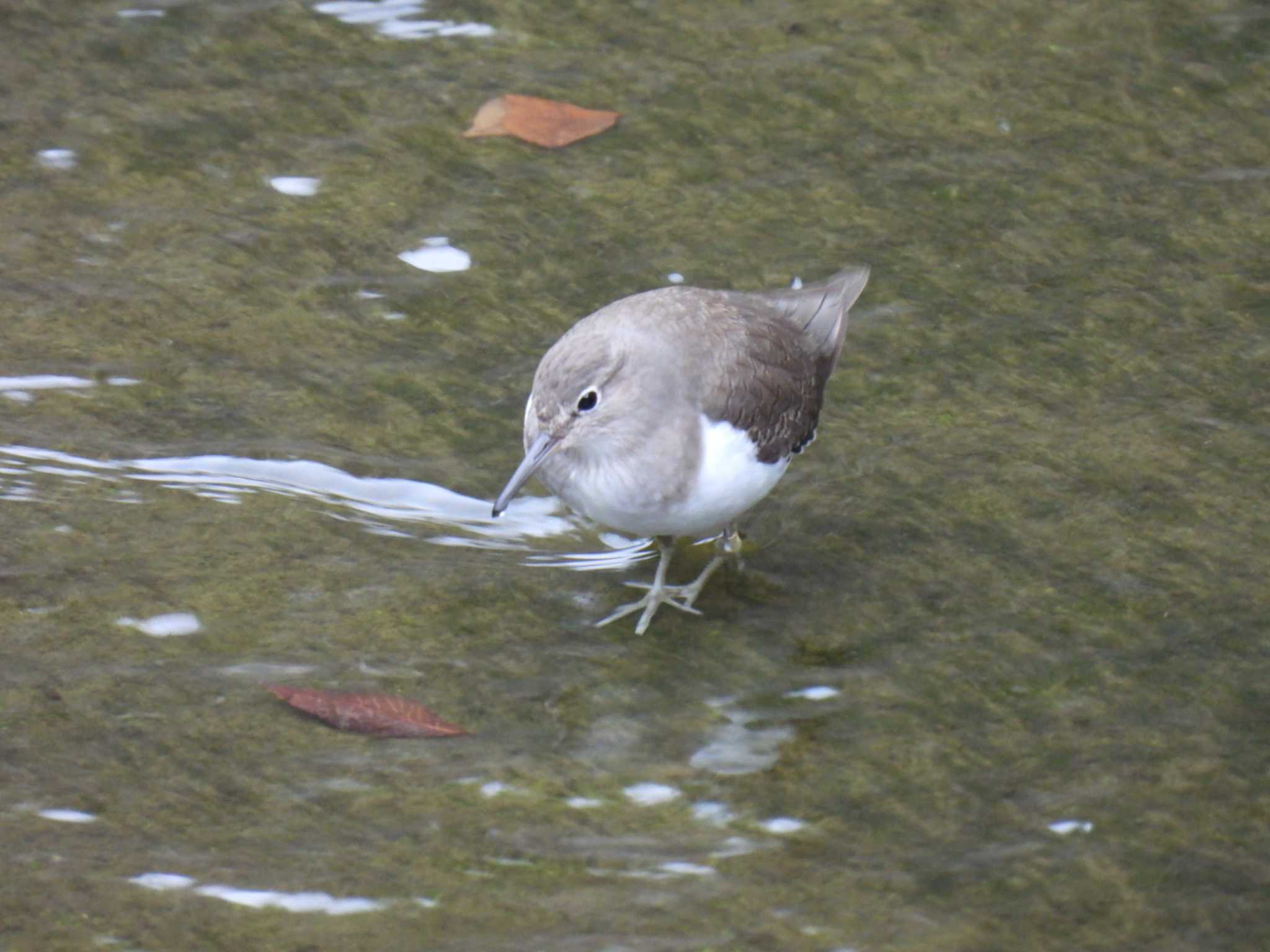 Common Sandpiper