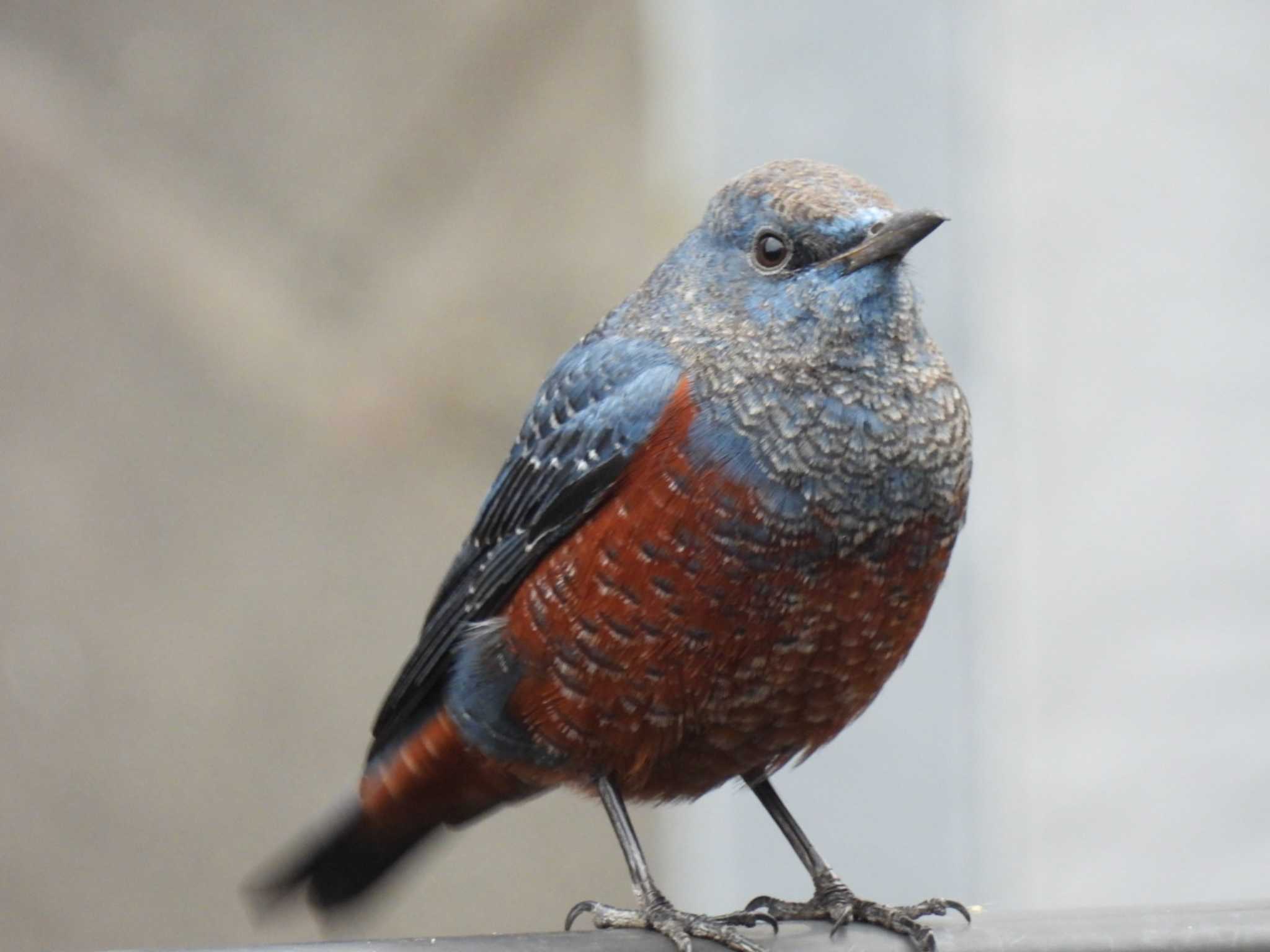 Blue Rock Thrush