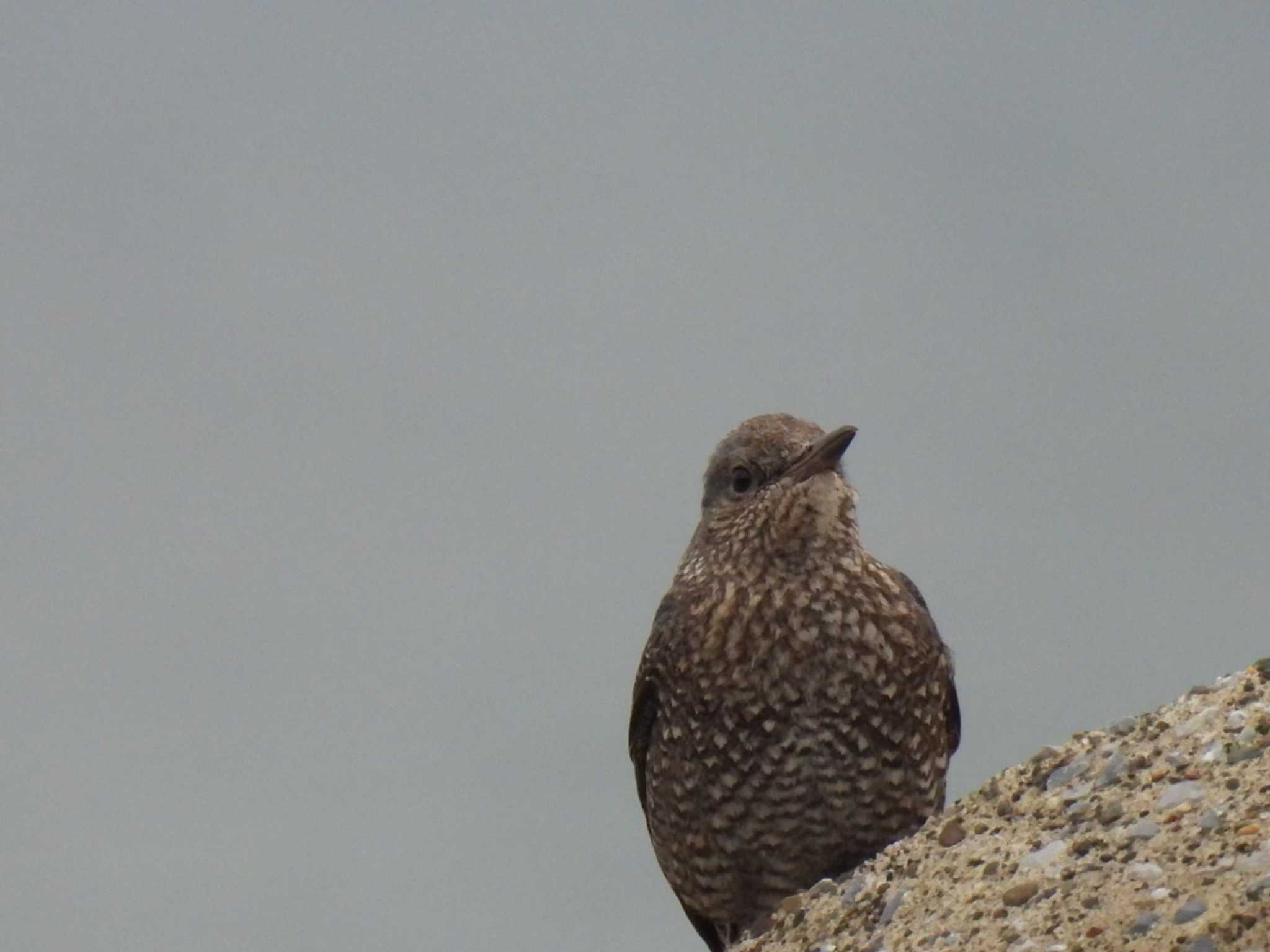 Blue Rock Thrush