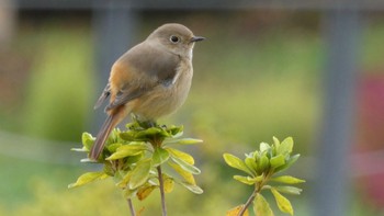 2023年11月11日(土) 馬見丘陵公園の野鳥観察記録