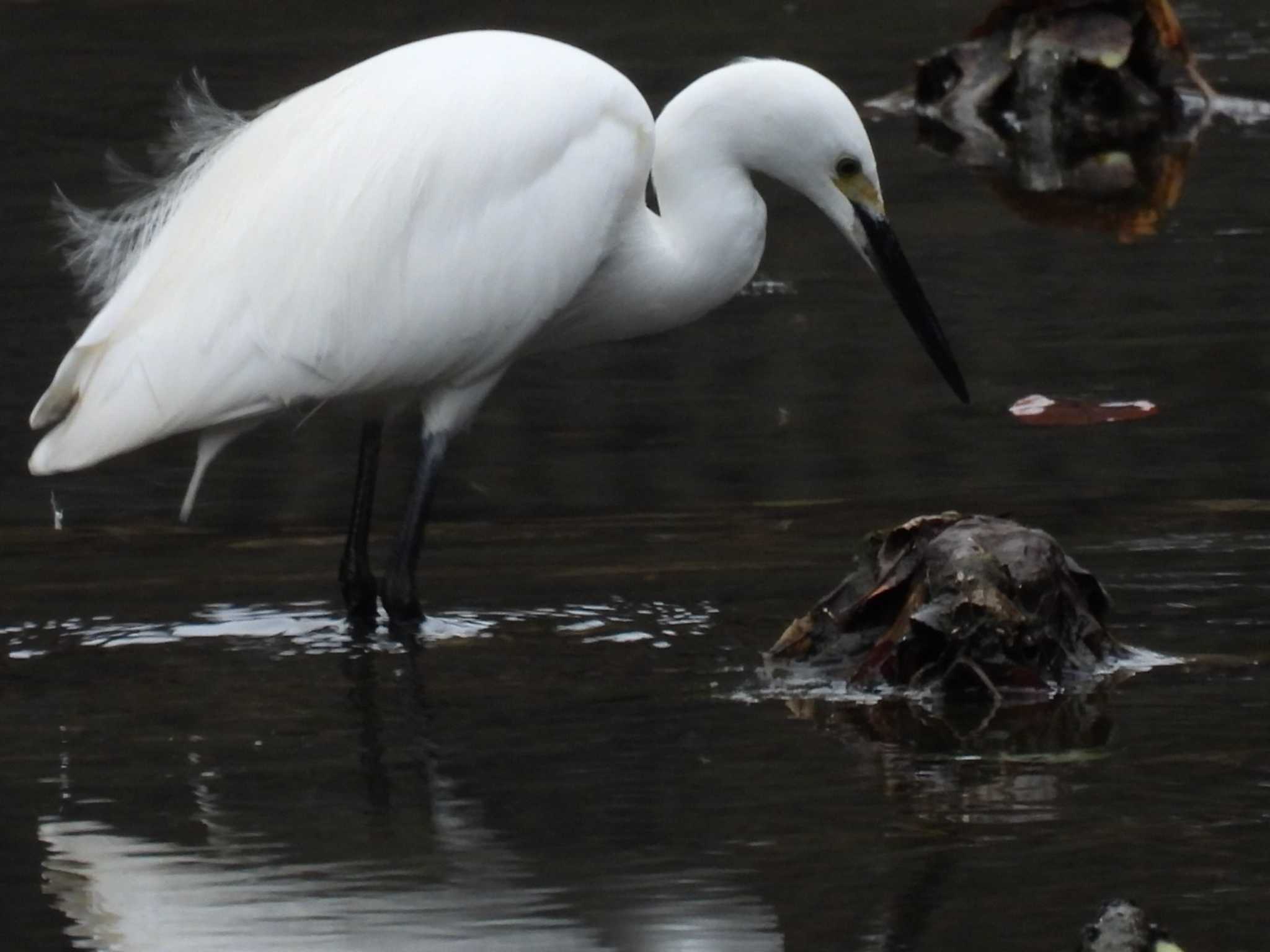 Little Egret