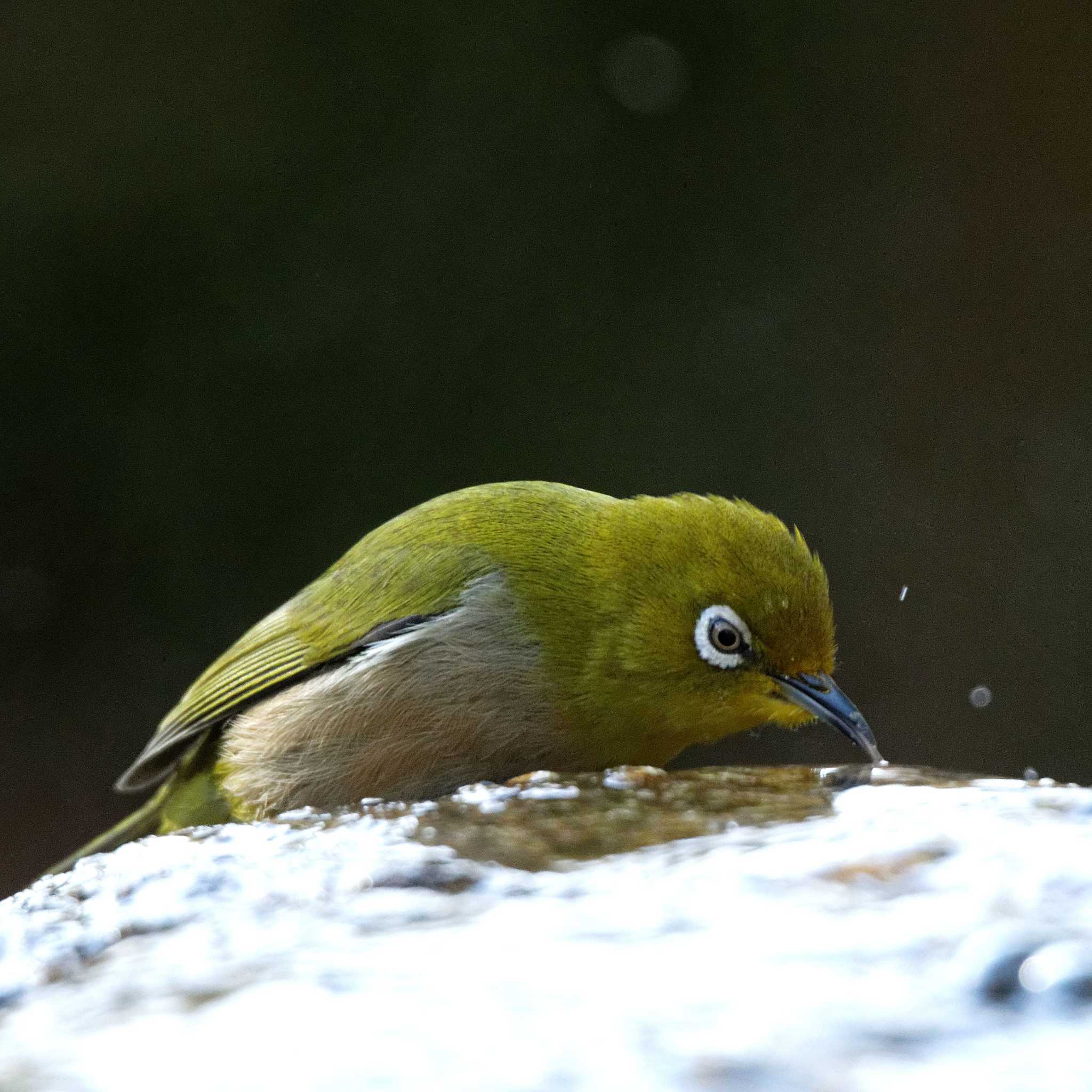 Warbling White-eye