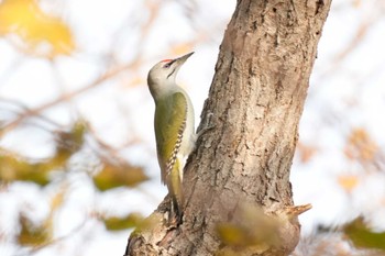 2023年10月25日(水) 北海道の野鳥観察記録