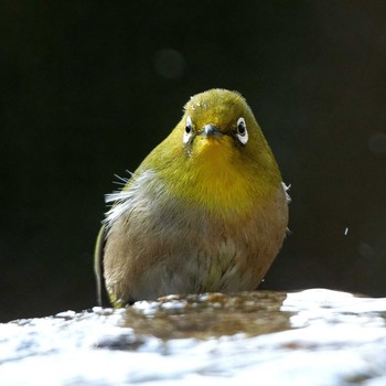 Warbling White-eye 岐阜公園 Sat, 2/7/2015