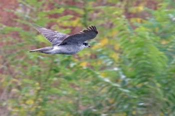 Eurasian Goshawk 甲府市 Sun, 11/12/2023